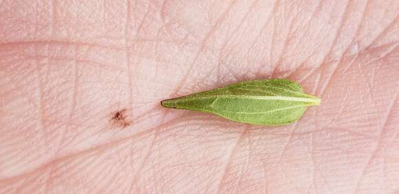 Image of South American Skullcap