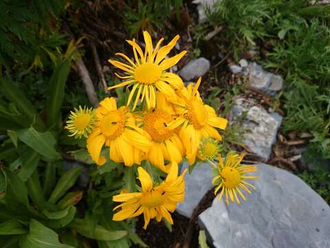 Image of Hymenoxys pinetorum (Standl.) M. W. Bierner