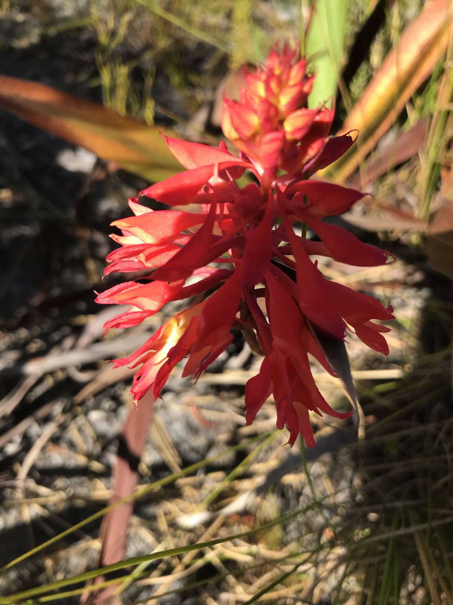 Image de Disa ferruginea Sw.