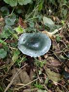 Image of Stropharia caerulea Kreisel 1979