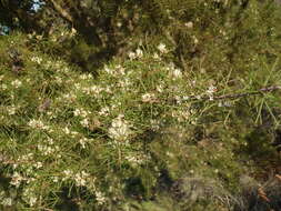 Image of Hakea sericea Schrad. & J. C. Wendl.