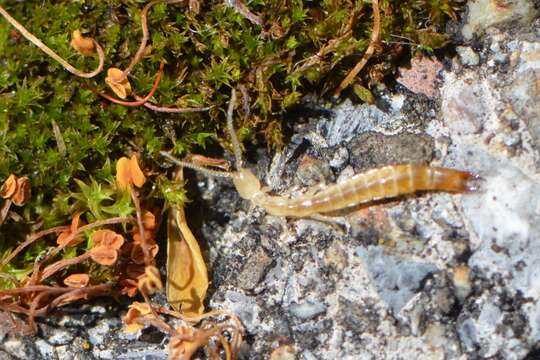 Image of <i>Dipljapyx humberti</i>