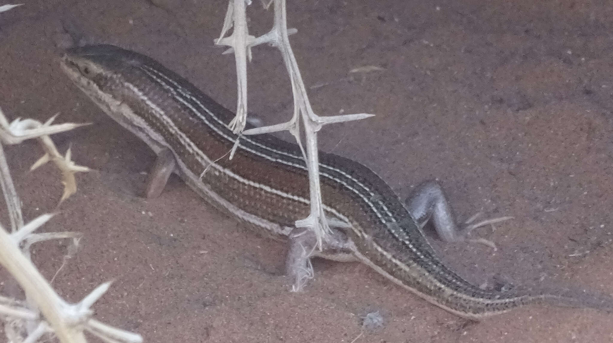 Image of Western three-striped skink