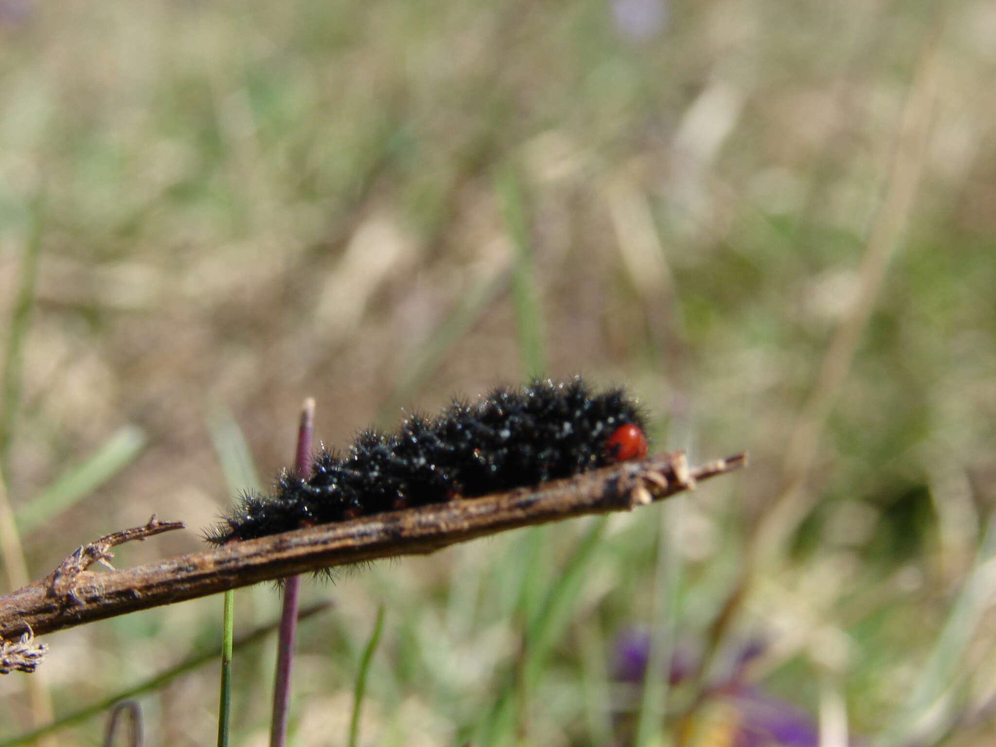 Image of glanville fritellary