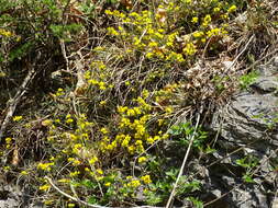 Image of hairy greenweed