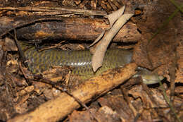 Image of Slendertail Lance Skink