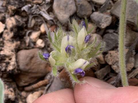 Image of beaver Indian breadroot