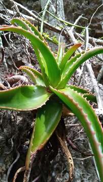 Image of Aloe suarezensis H. Perrier