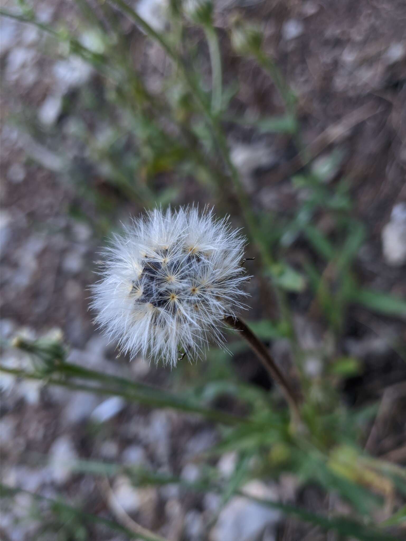 صورة Crepis alpina L.