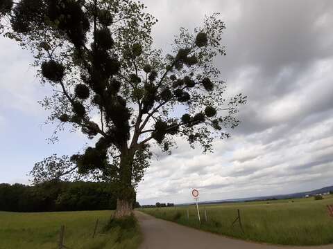 Image of Carolina poplar