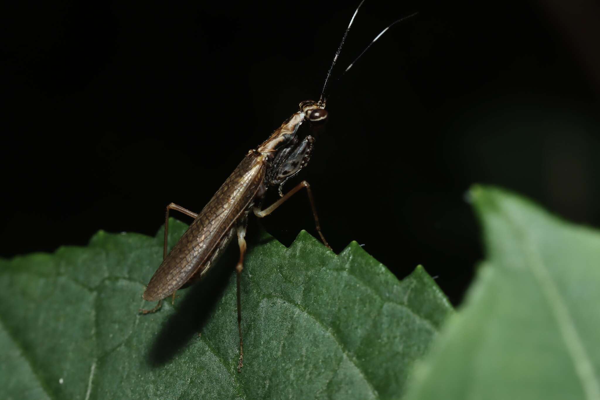 Image of Spilomantis occipitalis (Westwood 1889)