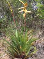 Image of Tillandsia lajensis André