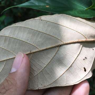 Image of Pterospermum niveum Vidal