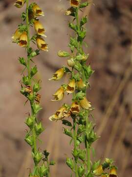 Image of Digitalis nervosa Steud. & Hochst. ex Benth.