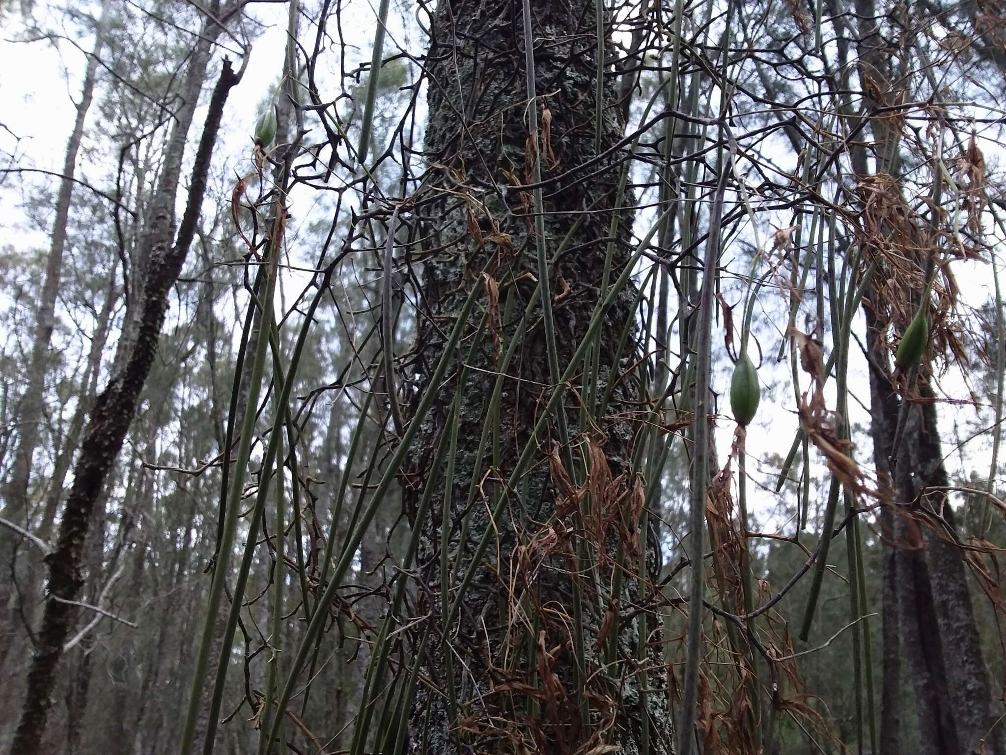 Dendrobium teretifolium R. Br. resmi