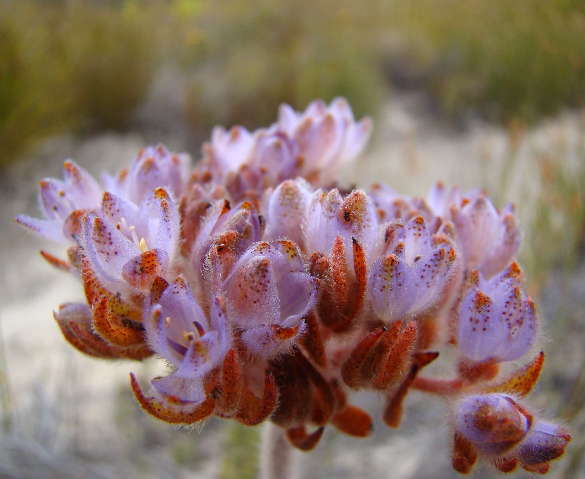 Image of Dilatris pillansii W. F. Barker