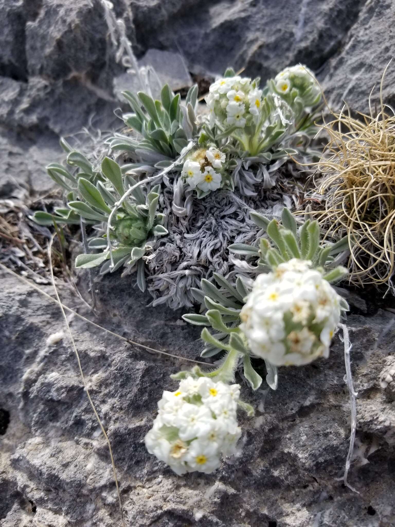 Image of roundspike cryptantha