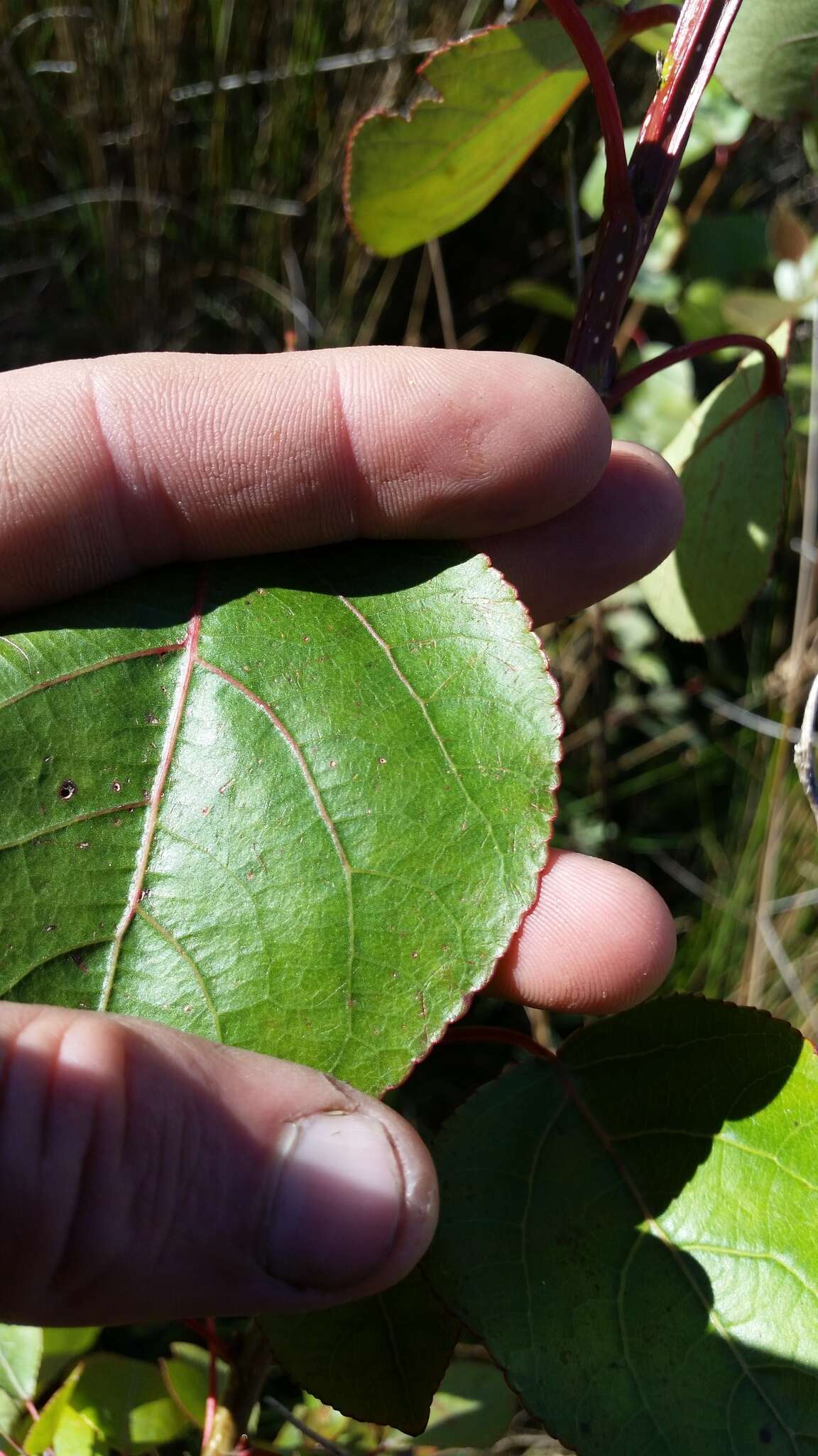 Image of Yunnan poplar