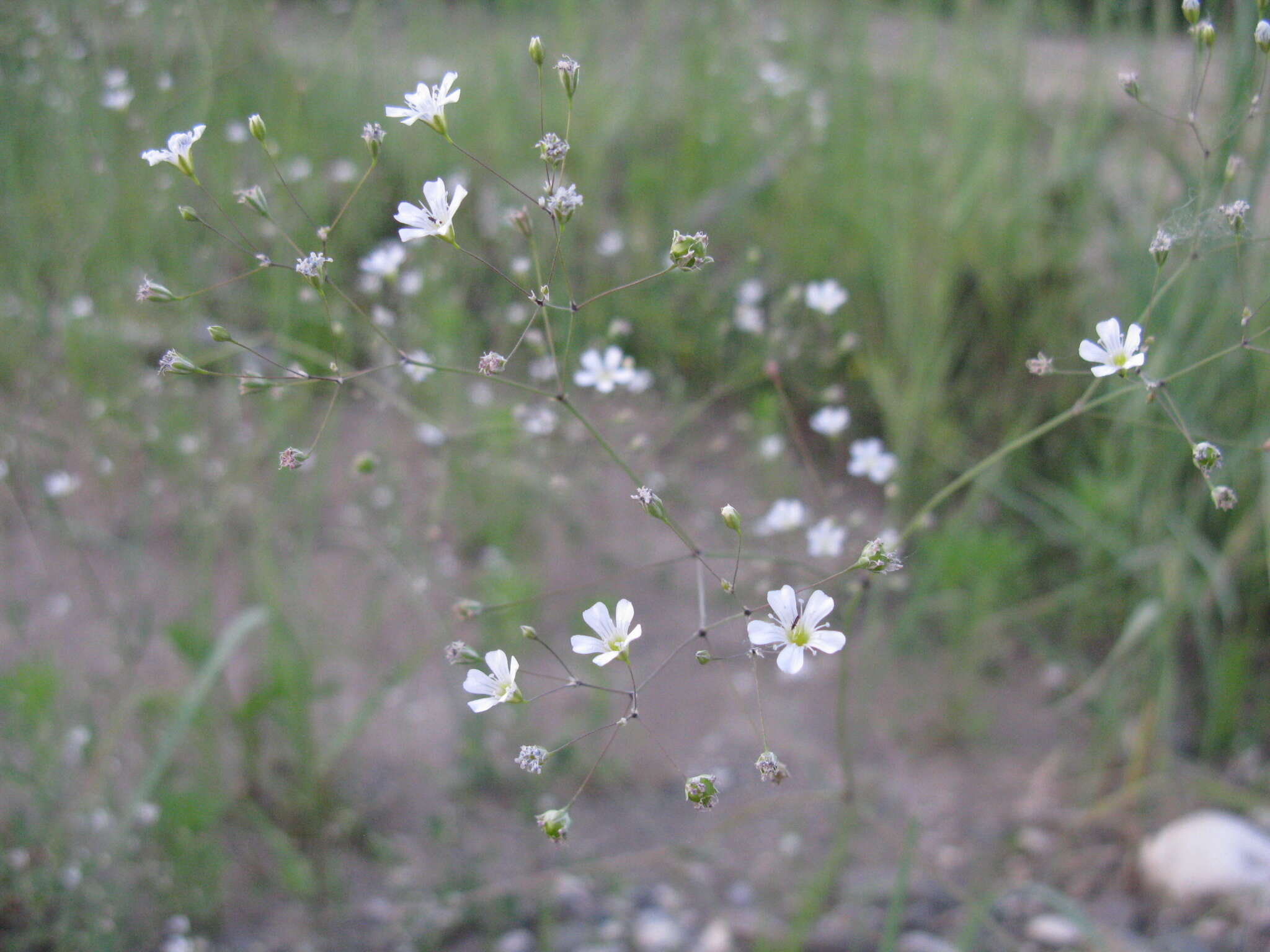 Image of garden baby's-breath