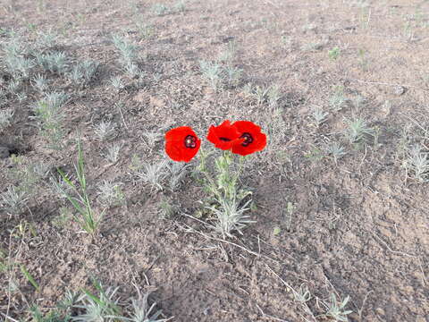 Image of Papaver pavoninum Fisch. & C. A. Mey.