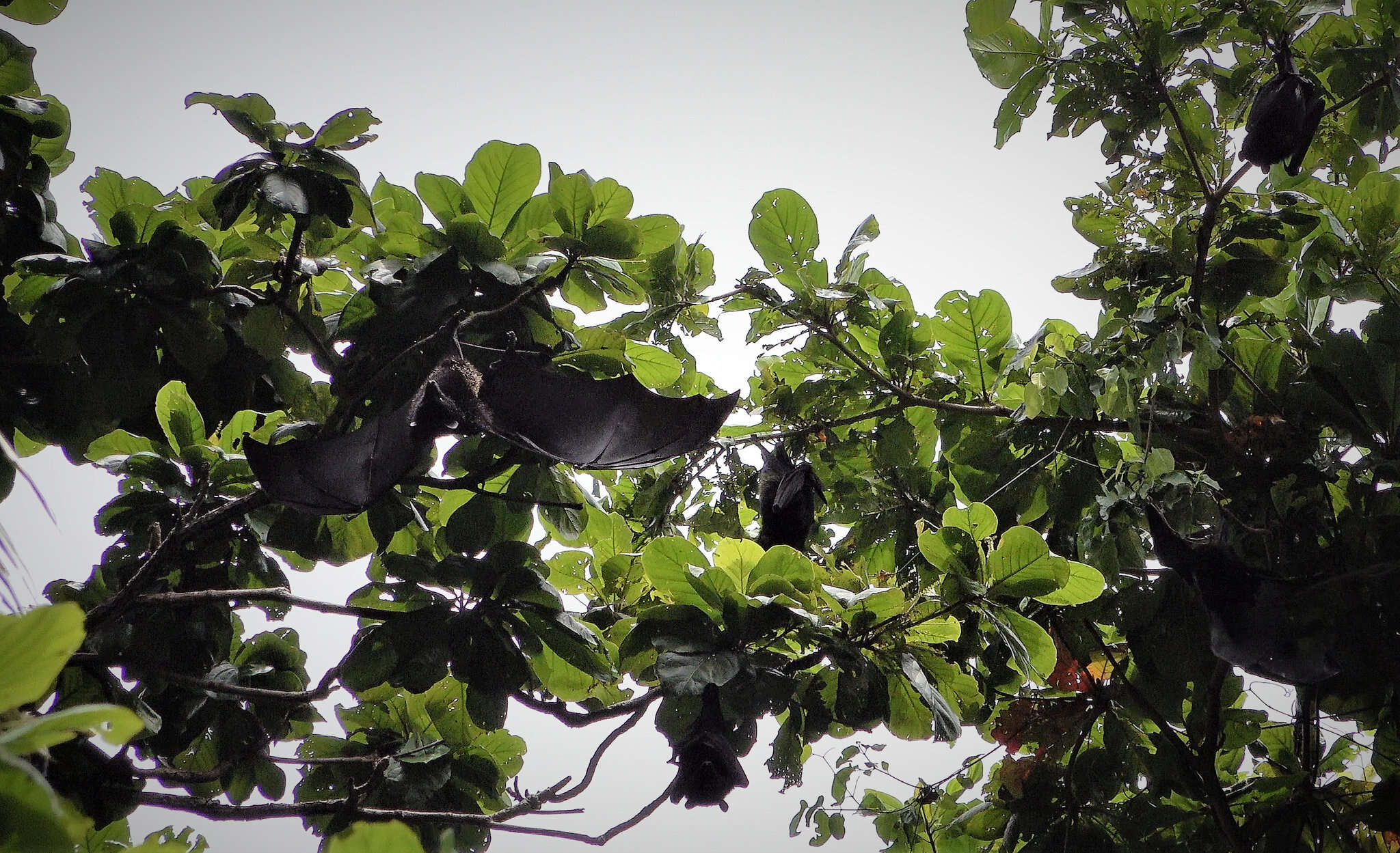 Image of Comoro Black Flying Fox