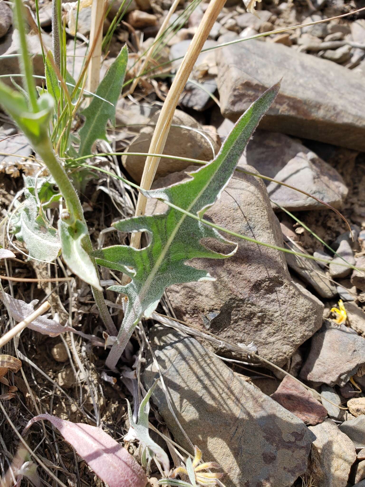 Image of limestone hawksbeard