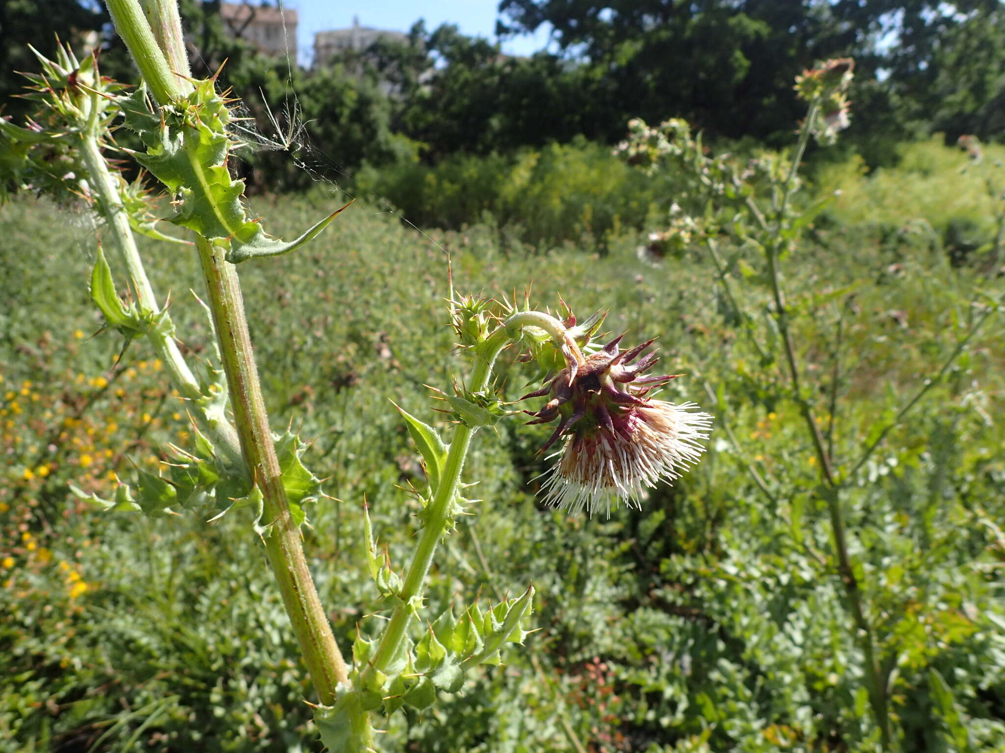 Image of Mt. Hamilton thistle