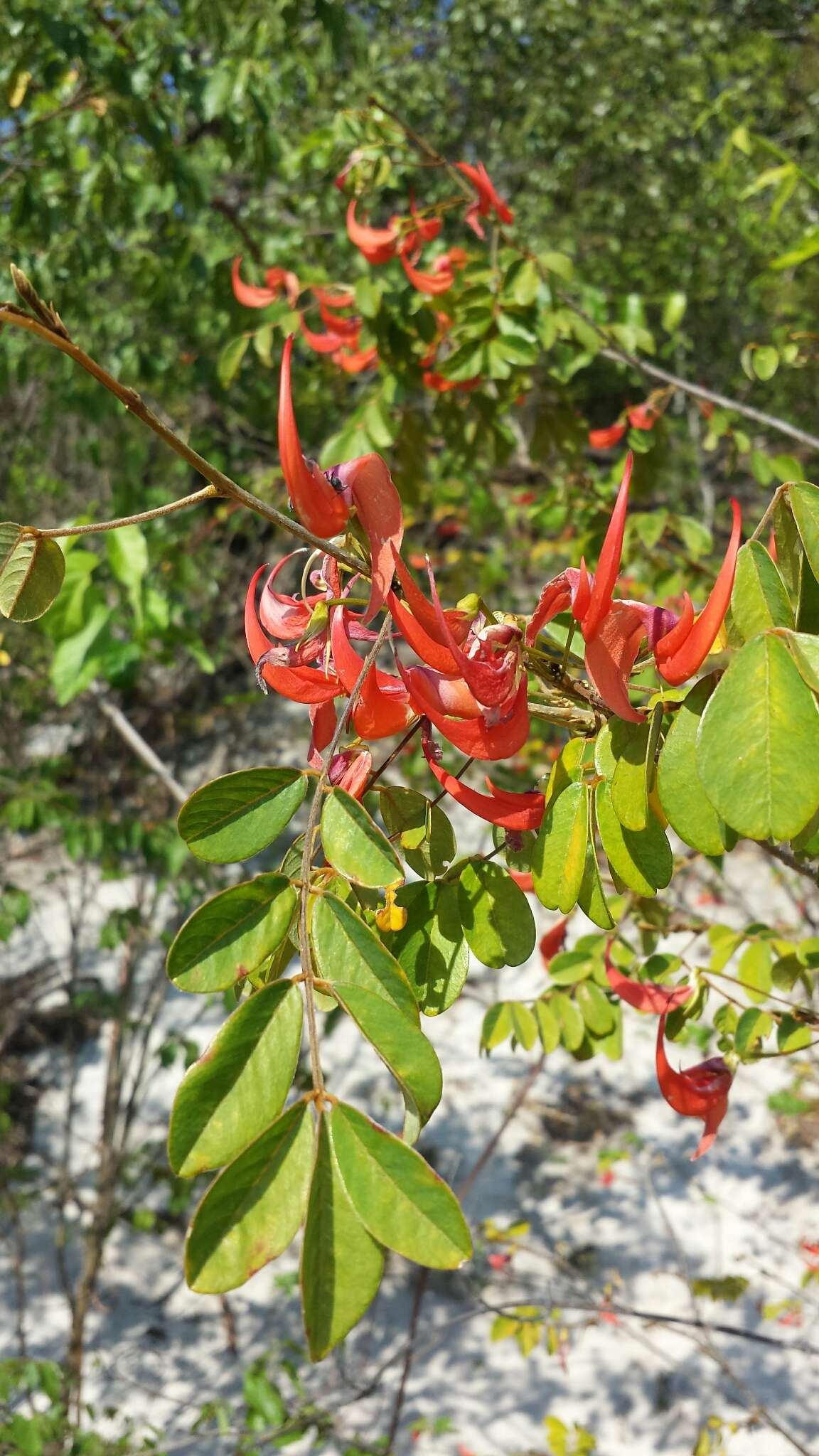 Image of Chadsia versicolor Bojer