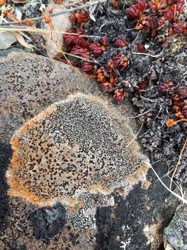 Image of Gray-orange disk lichen;   Lecidea lichen