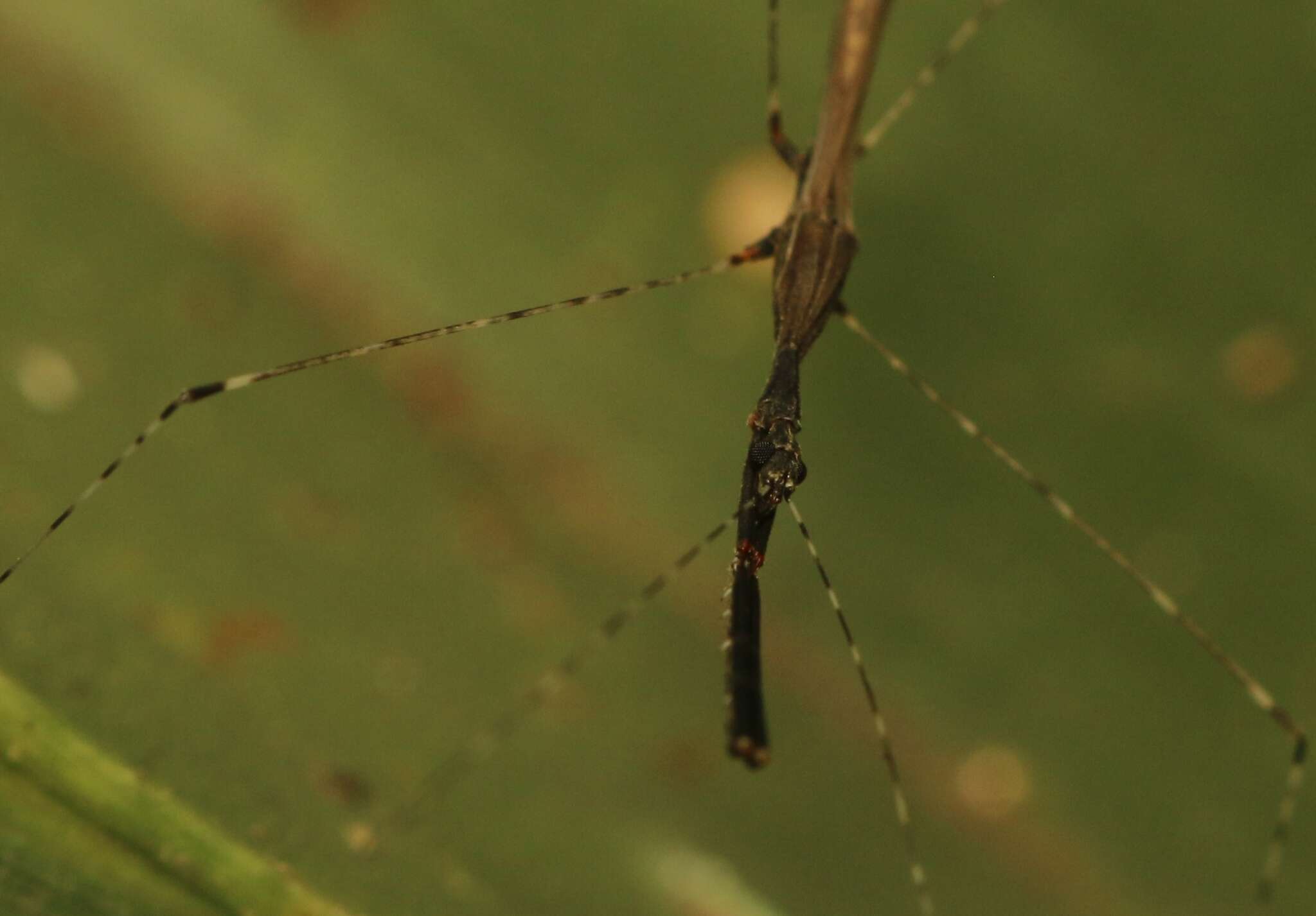 Image of Eugubinus reticolus Distant 1915