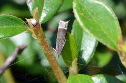 Image of Ancylis tineana