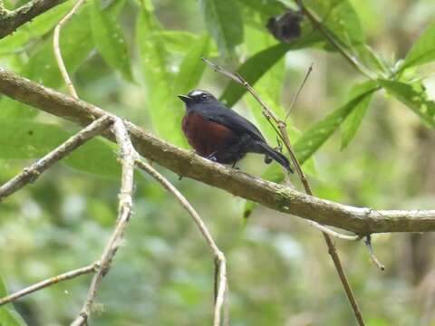 Ochthoeca cinnamomeiventris (Lafresnaye 1843)的圖片