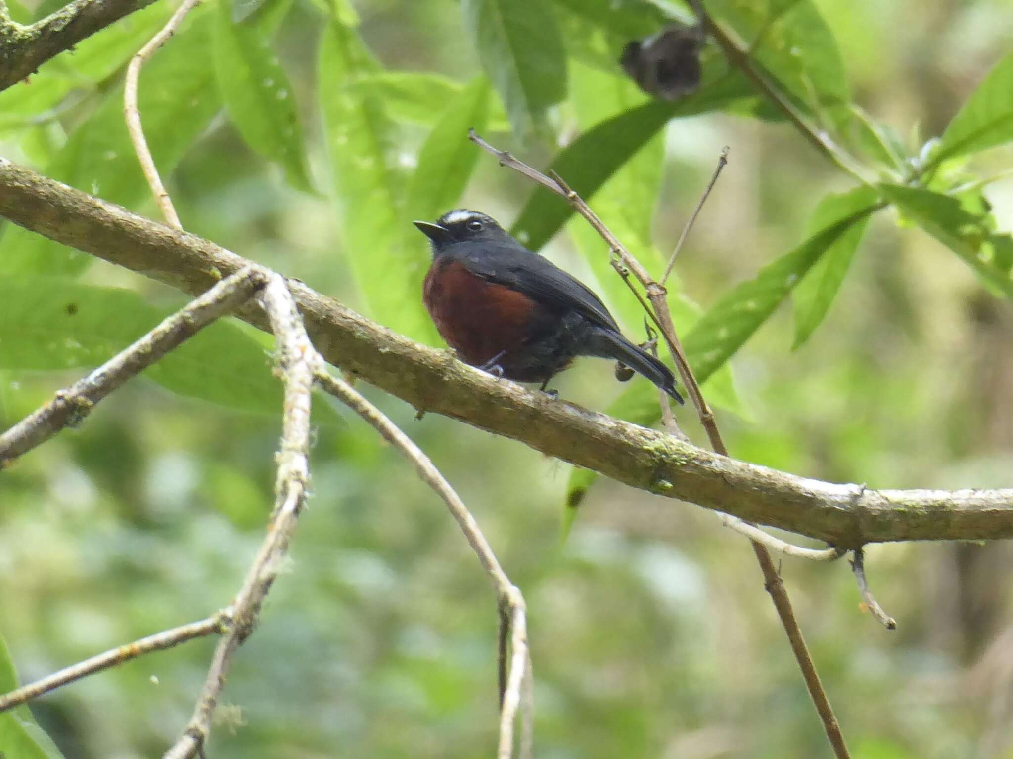 Image of Slaty-backed Chat-Tyrant