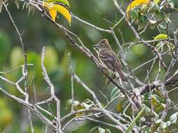 Image of Rufous-crowned Elaenia