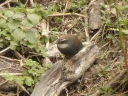 Image of White-browed Tapaculo