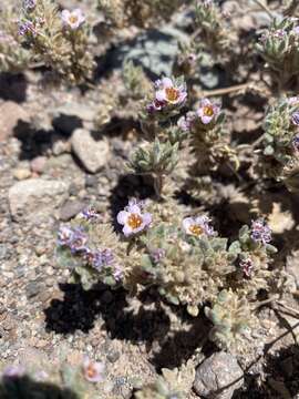 Image of Tiquilia atacamensis (Phil.) A. Richardson