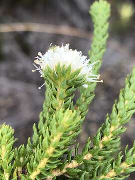 Image of Agathosma scaberula Dümmer