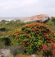 Image of Leucospermum oleifolium (P. J. Bergius) R. Br.