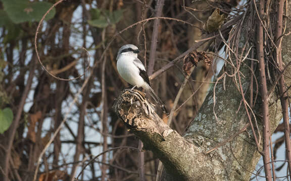 Image of Mackinnon's Shrike