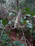 Image of Cybianthus iteoides (Benth.) G. Agostini