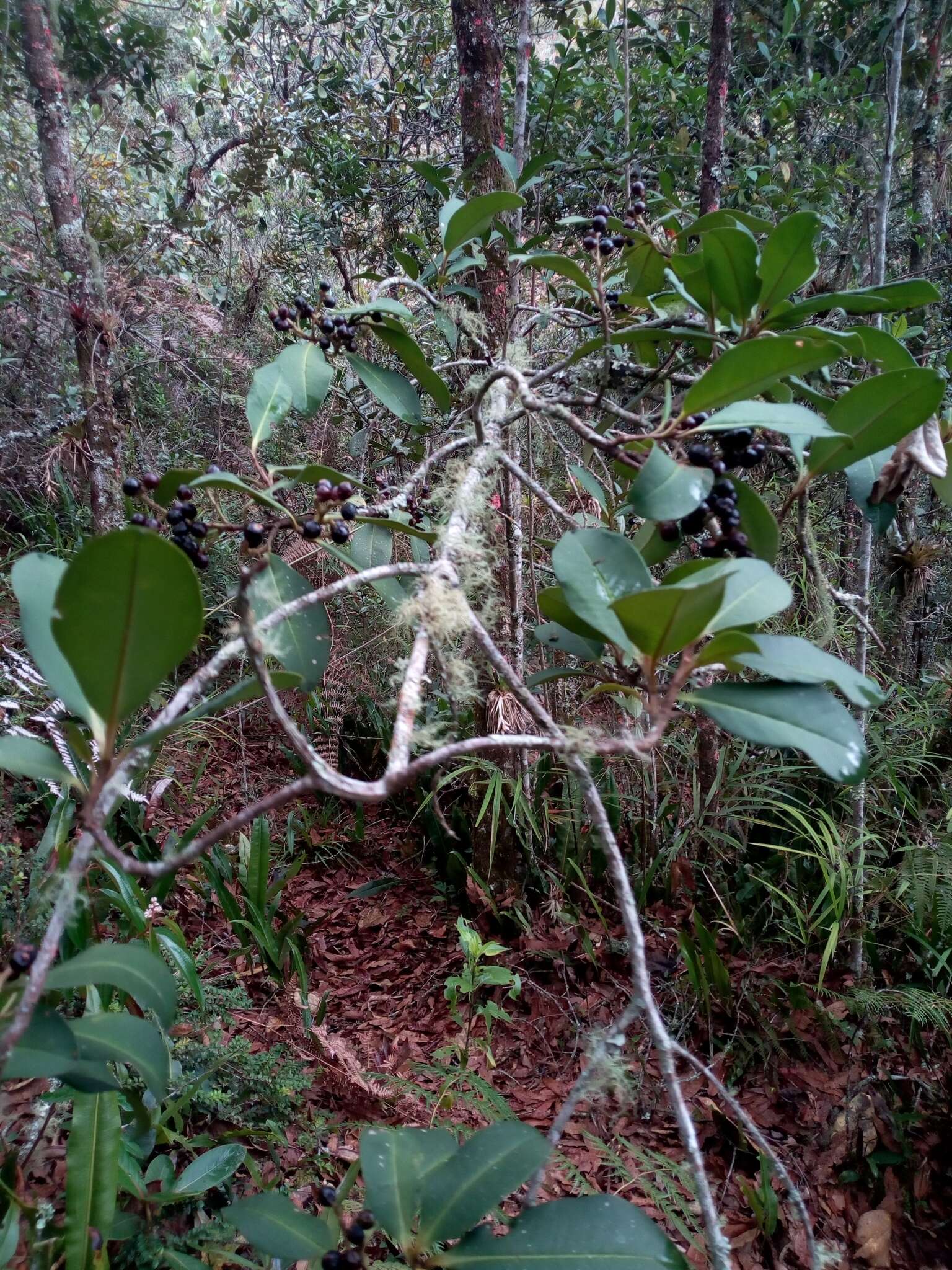 Image de Cybianthus iteoides (Benth.) G. Agostini