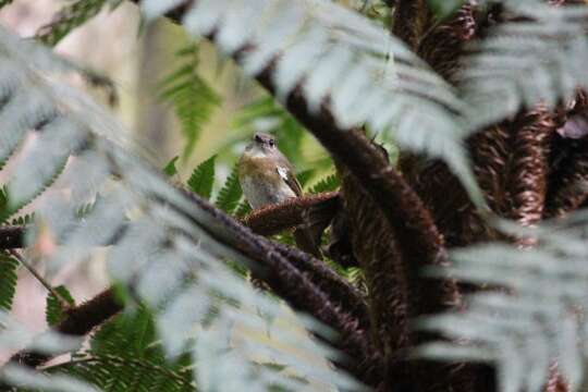 Image of Fulvous-chested Jungle Flycatcher