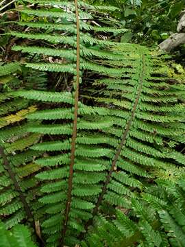 Image of Forest Alsophila