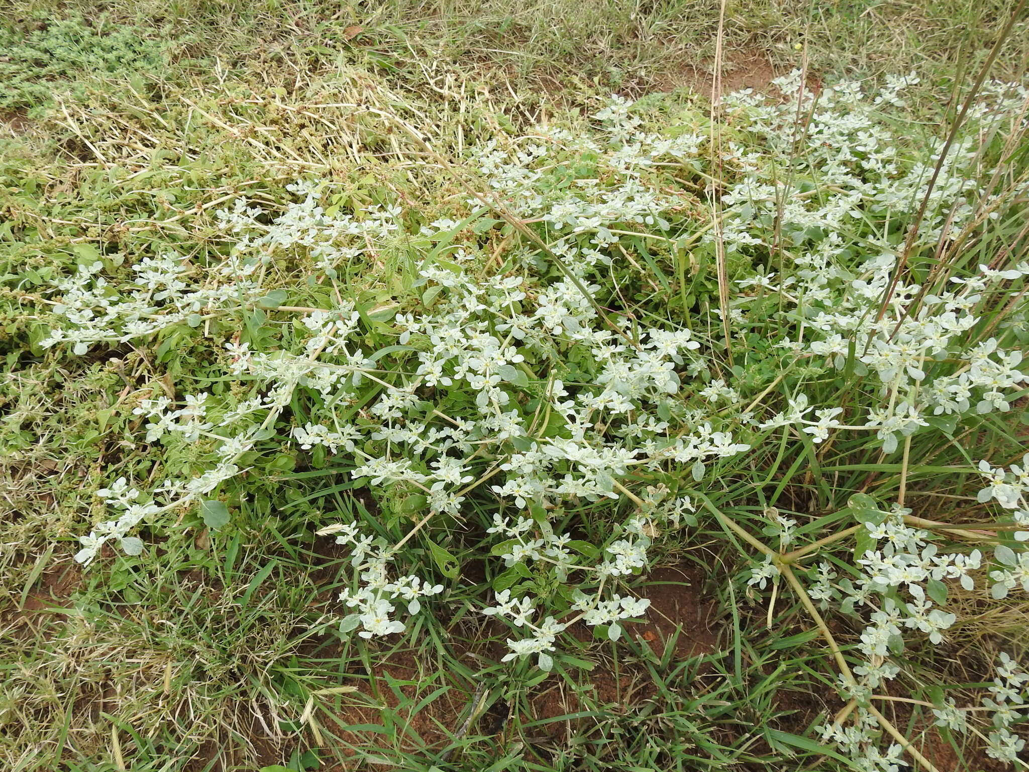 Imagem de Tidestromia lanuginosa (Nutt.) Standl.