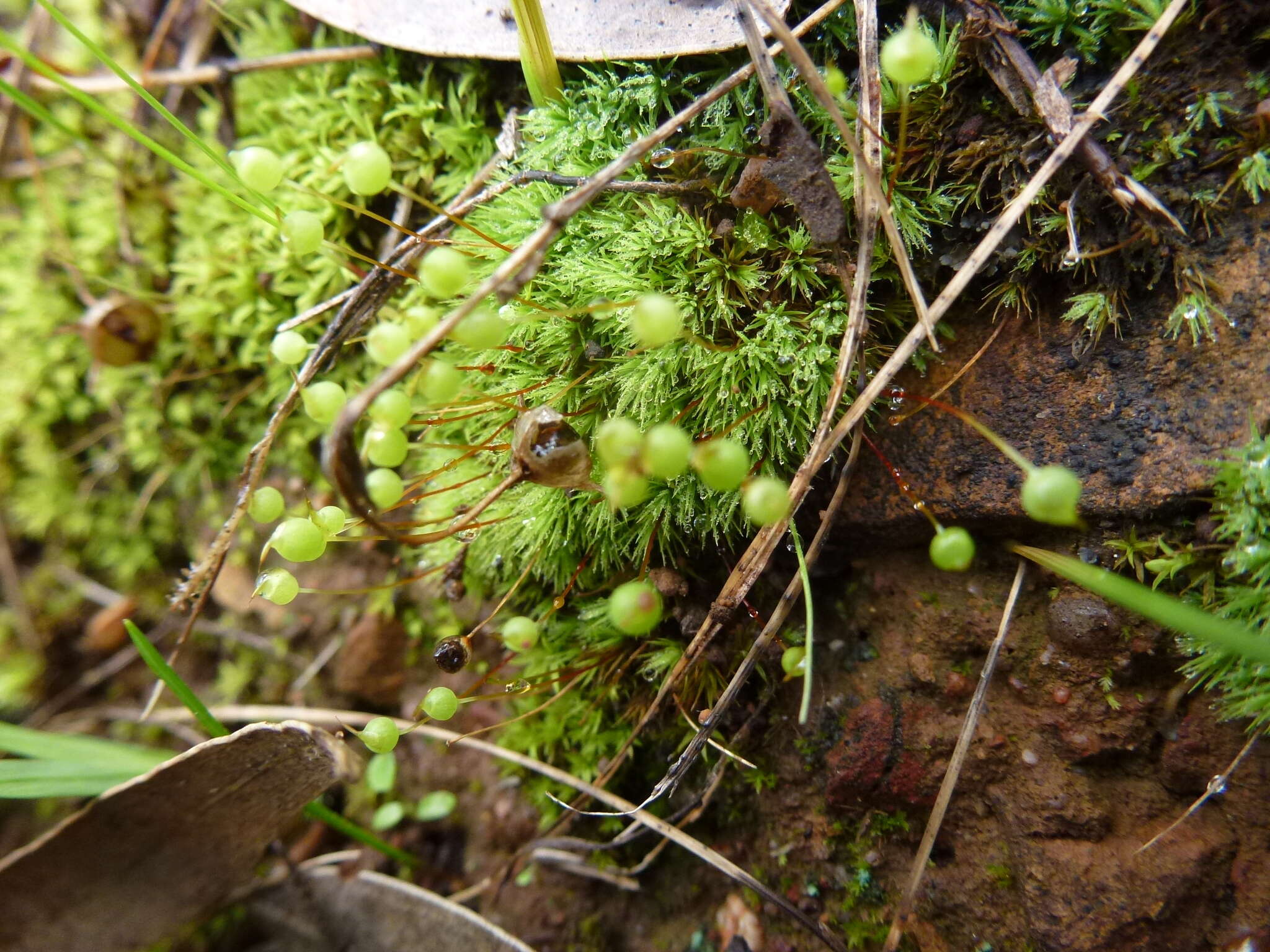 Image of Bartramia nothostricta Catcheside 1987