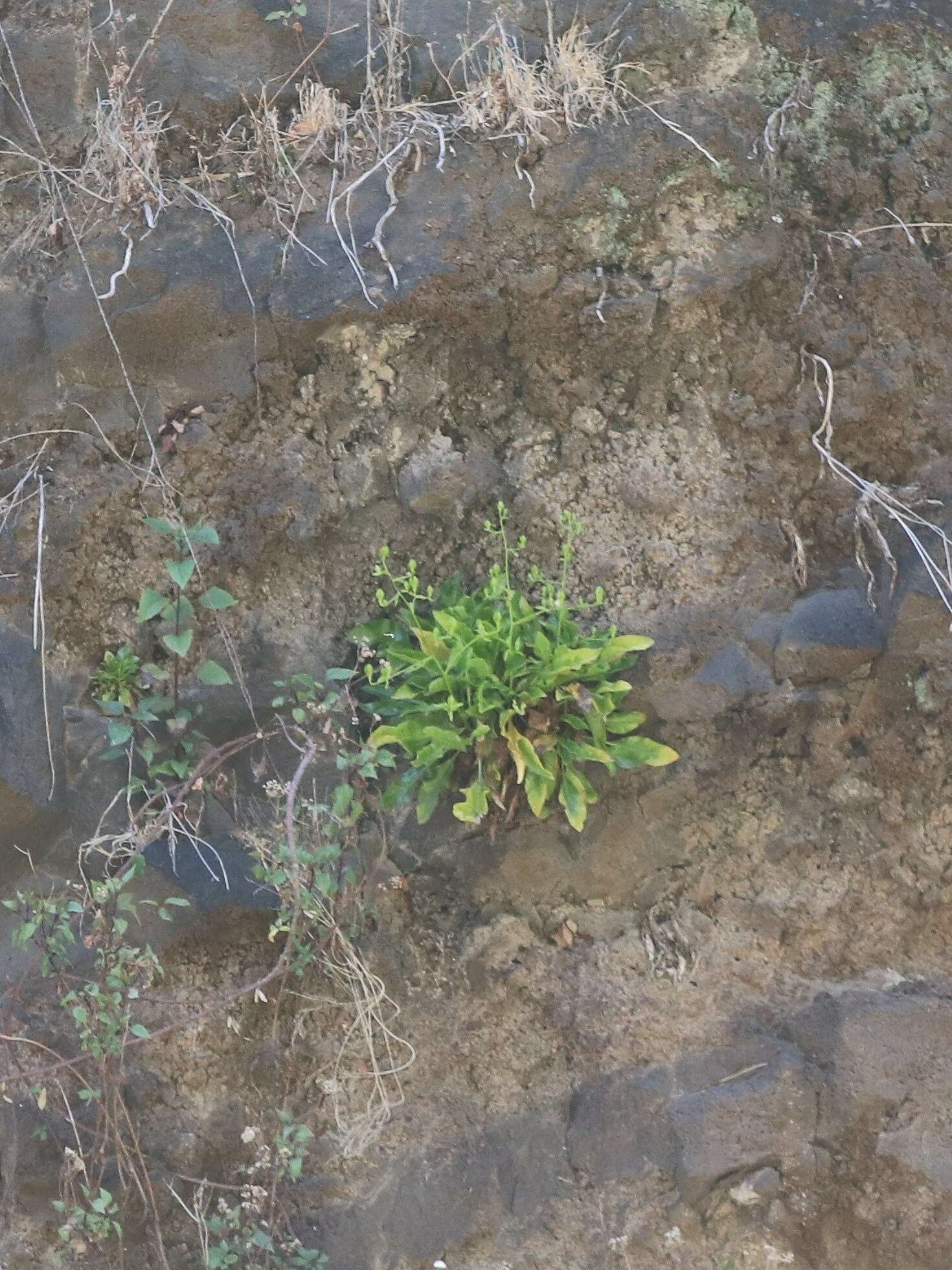 Plancia ëd Musschia aurea (L. fil.) Dumort.