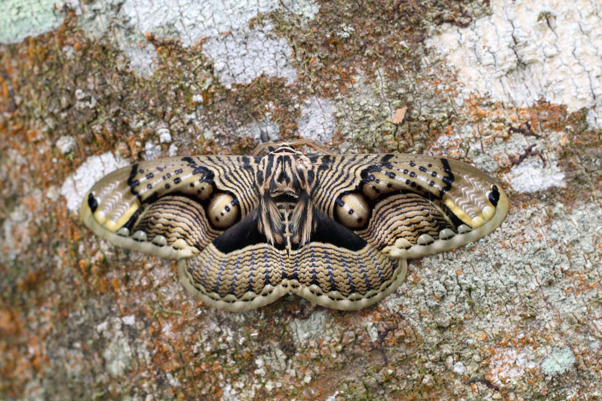 Image of Brahmaea wallichii insulata Inoue 1984