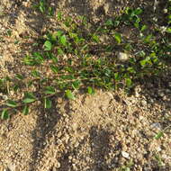 Image of roundleaf sensitive pea