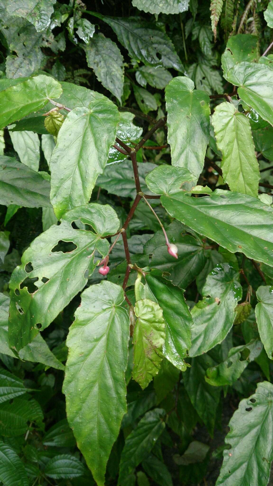 Image of Begonia taiwaniana Hayata
