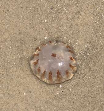 Image of Atlantic sea nettle